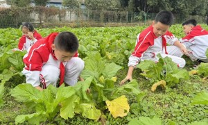 劳动砺心智、实践促成长——胜利街小学开展劳动实践活动